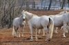 Filename=S33-3Lipica-17.jpg
Filesize=181KiB
Dimensions=800x533
Date added=Mar 13, 2011 S33-3Lipica-17.jpg