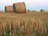 Filename=bale-1.jpg
Filesize=99KiB
Dimensions=640x480
Date added=Jul 30, 2005 bale-1.jpg