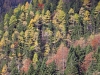 Filename=41-PlanRavne-197.jpg
Filesize=227KiB
Dimensions=800x600
Date added=Nov 16, 2005 41-PlanRavne-197.jpg