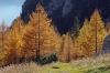 Filename=W50-Brana-208.jpg
Filesize=183KiB
Dimensions=800x534
Date added=Nov 29, 2005 W50-Brana-208.jpg