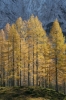 Filename=B22-3Vrsic-036.jpg
Filesize=190KiB
Dimensions=480x720
Date added=Dec 14, 2006 B22-3Vrsic-036.jpg