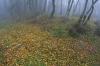 Filename=P24-Socerb-177.jpg
Filesize=254KiB
Dimensions=800x533
Date added=Dec 14, 2006 P24-Socerb-177.jpg