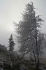 Filename=K34-Krvavec-103.jpg
Filesize=141KiB
Dimensions=480x720
Date added=Dec 03, 2006 K34-Krvavec-103.jpg