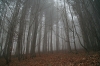 Filename=K37-Krvavec-125.jpg
Filesize=198KiB
Dimensions=800x533
Date added=Dec 03, 2006 K37-Krvavec-125.jpg