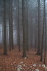 Filename=K38-Krvavec-128.jpg
Filesize=163KiB
Dimensions=480x720
Date added=Dec 03, 2006 K38-Krvavec-128.jpg
