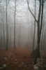 Filename=K39-Krvavec-130.jpg
Filesize=157KiB
Dimensions=480x720
Date added=Dec 03, 2006 K39-Krvavec-130.jpg
