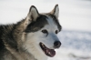 S07-sleddog-103.jpg