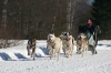 S17-sleddog-294.jpg