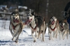 S20-sleddog-333.jpg