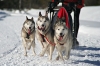 S32-sleddog-473.jpg