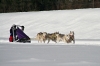 S34-sleddog-477.jpg