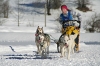 S37-sleddog-505.jpg