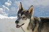 S46-sleddog-629.jpg