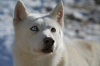 S50-sleddog-654.jpg