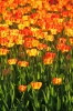 Filename=M02-MozirskiGaj-006.jpg
Filesize=177KiB
Dimensions=480x720
Date added=May 10, 2007 M02-MozirskiGaj-006.jpg