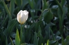 Filename=M17-MozirskiGaj-130.jpg
Filesize=111KiB
Dimensions=800x533
Date added=May 10, 2007 M17-MozirskiGaj-130.jpg