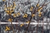 Filename=C18-CerknJ-123.jpg
Filesize=157KiB
Dimensions=800x533
Date added=Nov 11, 2008 C18-CerknJ-123.jpg