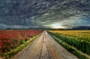 F09-fields-117-HDR.jpg