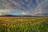 F10-fields-120-HDR.jpg