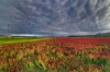 F11-fields-123-HDR.jpg