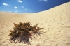 Filename=F02-2sipine-038a.jpg
Filesize=172KiB
Dimensions=800x533
Date added=Jun 08, 2009 F02-2sipine-038a.jpg