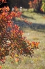 Filename=A19-3Kras-173.jpg
Filesize=213KiB
Dimensions=480x720
Date added=Nov 19, 2009 A19-3Kras-173.jpg