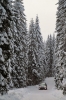 Filename=P15-Pokljuka-024.jpg
Filesize=166KiB
Dimensions=480x720
Date added=Feb 18, 2010 P15-Pokljuka-024.jpg