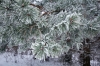 Filename=S10-Slivnica-40.jpg
Filesize=204KiB
Dimensions=800x533
Date added=Jan 31, 2011 S10-Slivnica-40.jpg