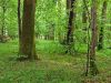 40519-forest-01-WE.jpg