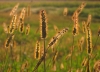 Filename=Zalog-02.jpg
Filesize=70KiB
Dimensions=640x465
Date added=Oct 19, 2004 Zalog-02.jpg