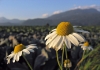 Filename=Zalog-08.jpg
Filesize=71KiB
Dimensions=640x453
Date added=Oct 19, 2004 Zalog-08.jpg