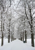 Filename=A02-Arboretum-008.jpg
Filesize=165KiB
Dimensions=505x720
Date added=Jan 15, 2006 A02-Arboretum-008.jpg
