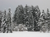 Filename=A04-Arboretum-016.jpg
Filesize=186KiB
Dimensions=800x600
Date added=Jan 15, 2006 A04-Arboretum-016.jpg