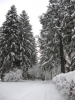 Filename=A13-Arboretum-078.jpg
Filesize=155KiB
Dimensions=540x720
Date added=Jan 15, 2006 A13-Arboretum-078.jpg