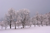 Filename=A21-Arboretum-124NI.jpg
Filesize=165KiB
Dimensions=800x534
Date added=Jan 15, 2006 A21-Arboretum-124NI.jpg