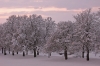 Filename=A22-Arboretum-132.jpg
Filesize=158KiB
Dimensions=800x534
Date added=Jan 15, 2006 A22-Arboretum-132.jpg