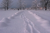 Filename=A25-Arboretum-138NI.jpg
Filesize=174KiB
Dimensions=800x534
Date added=Jan 15, 2006 A25-Arboretum-138NI.jpg