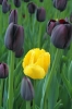 Filename=A043-Arboretum-191.jpg
Filesize=106KiB
Dimensions=480x720
Date added=May 03, 2006 A043-Arboretum-191.jpg
