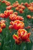 A061-Arboretum-268.jpg