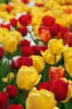 Filename=A084-Arboretum-346.jpg
Filesize=105KiB
Dimensions=480x720
Date added=May 03, 2006 A084-Arboretum-346.jpg