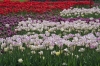 Filename=A090-Arboretum-357.jpg
Filesize=164KiB
Dimensions=800x533
Date added=May 03, 2006 A090-Arboretum-357.jpg