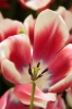 Filename=A092-Arboretum-367.jpg
Filesize=106KiB
Dimensions=480x720
Date added=May 03, 2006 A092-Arboretum-367.jpg