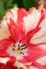 Filename=A100-Arboretum-398.jpg
Filesize=108KiB
Dimensions=480x720
Date added=May 03, 2006 A100-Arboretum-398.jpg