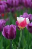 Filename=A108-Arboretum-427.jpg
Filesize=110KiB
Dimensions=480x720
Date added=May 03, 2006 A108-Arboretum-427.jpg