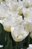 Filename=A110-Arboretum-430.jpg
Filesize=84KiB
Dimensions=480x720
Date added=May 03, 2006 A110-Arboretum-430.jpg