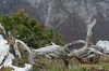 Filename=D22-DebelaPec-102.jpg
Filesize=161KiB
Dimensions=800x533
Date added=Feb 25, 2007 D22-DebelaPec-102.jpg