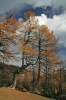 Filename=D45-DebelaPec-297.jpg
Filesize=184KiB
Dimensions=480x720
Date added=Feb 25, 2007 D45-DebelaPec-297.jpg