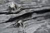 Filename=D55-DebelaPec-383.jpg
Filesize=136KiB
Dimensions=800x533
Date added=Feb 25, 2007 D55-DebelaPec-383.jpg