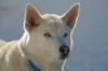 S02-sleddog-035.jpg