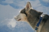 S03-sleddog-056.jpg